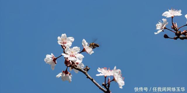 源头|沾益区春到珠源 花满沾益