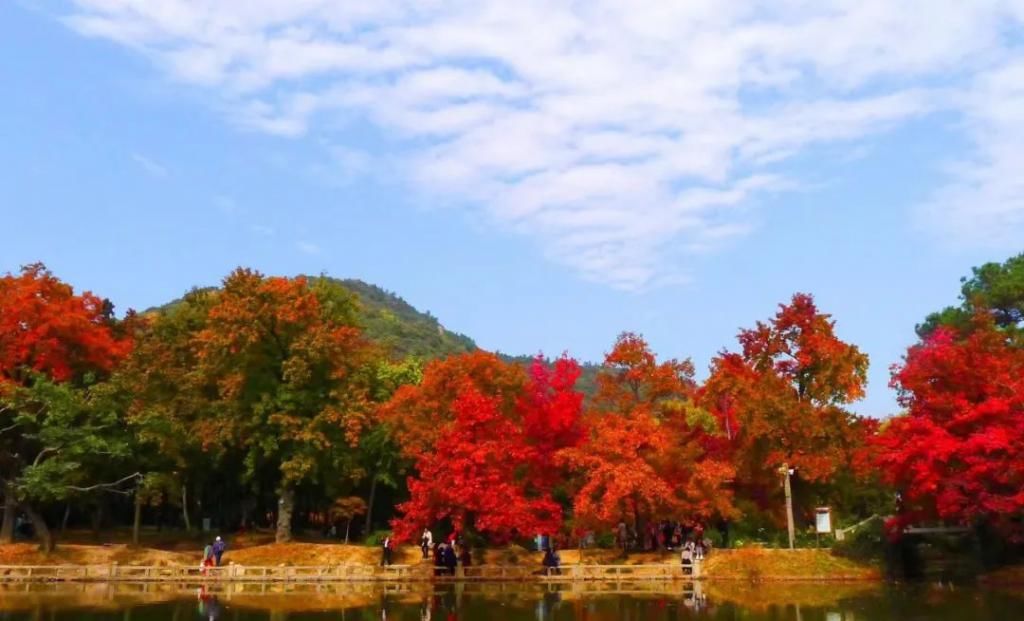 景区周边|天平山枫叶红了，路也堵红了