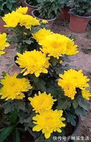 利用|养花旧土再利用,变成养花肥土,啥花都砰砰开花