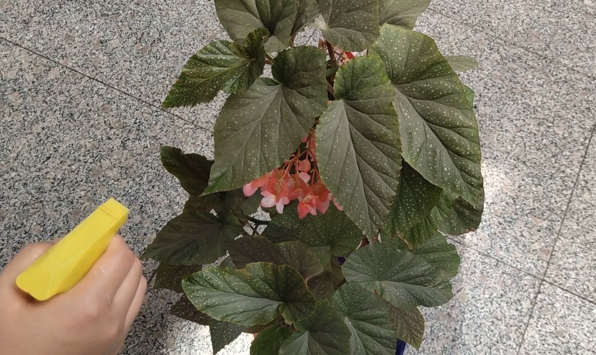 小苏打倒花盆中,真是厉害了,不用施肥,花卉越长越旺盛