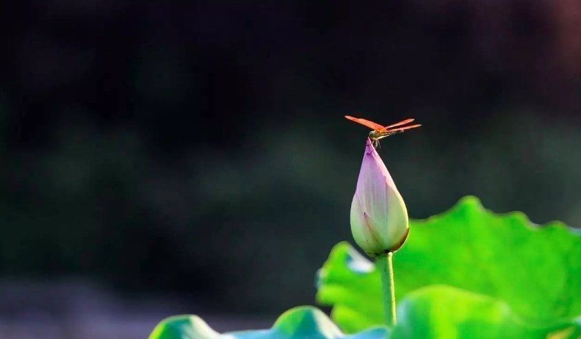 小池!杨万里很经典的一首诗,短短4句,写尽自然之美,经久不衰