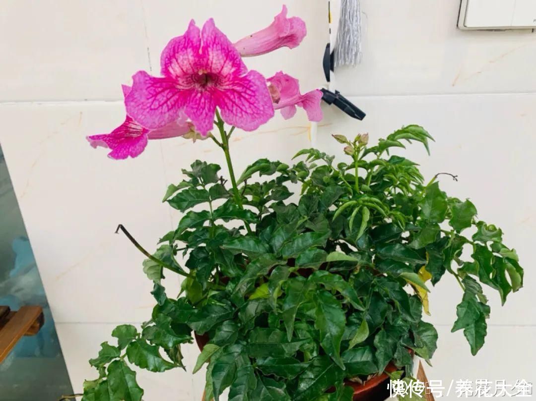 夏天|热不死的花，温度高也不休眠，超级适合夏天