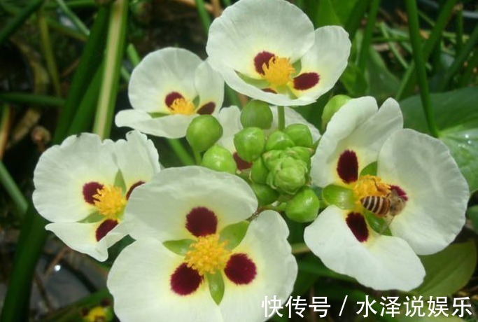 农民|农村一种野菜,农民经常看到长在小水沟旁,不仅可以吃还是一种药