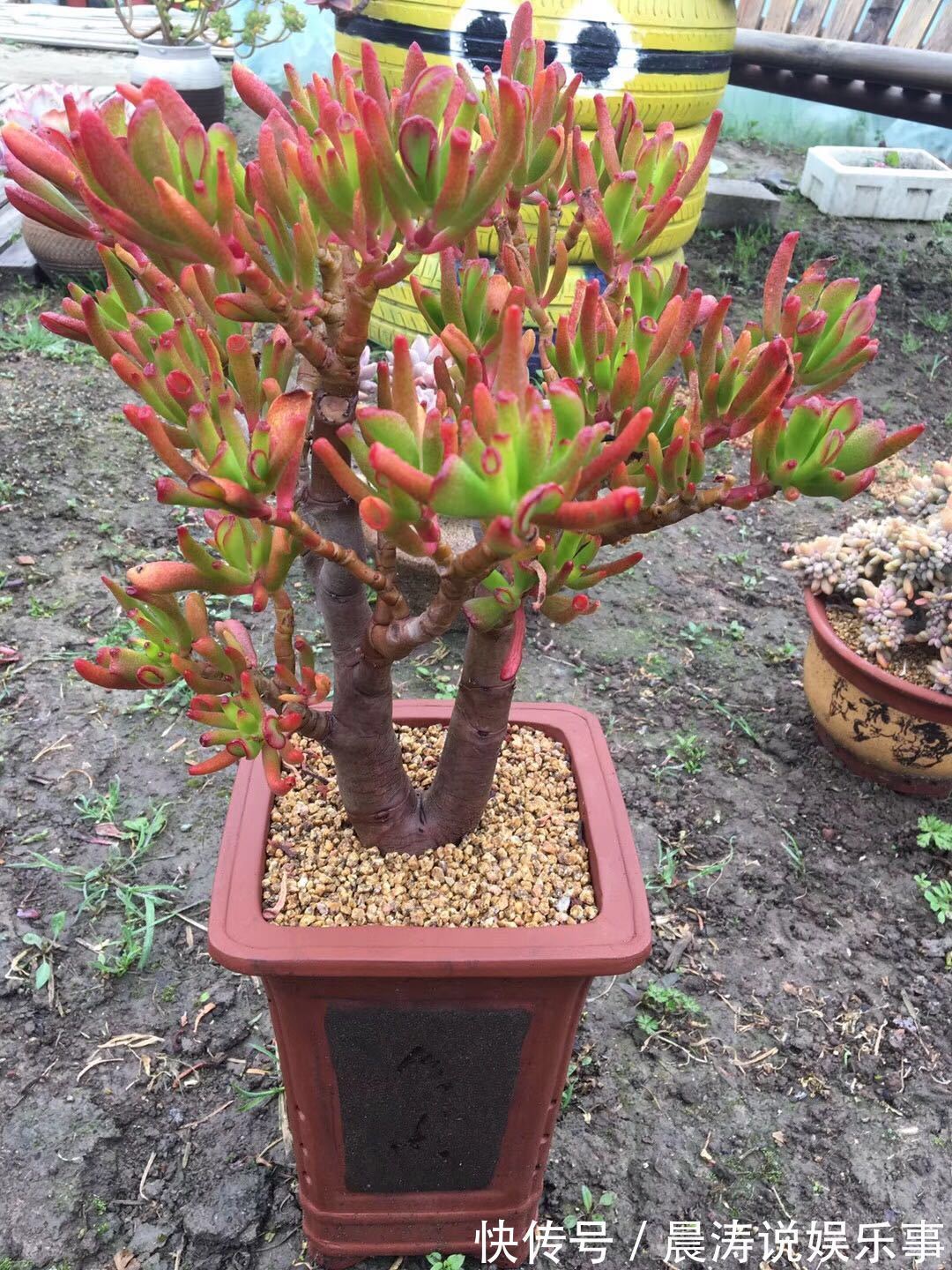 8种“吉祥花”,客厅养一盆,高贵又大气,养人又“旺家”