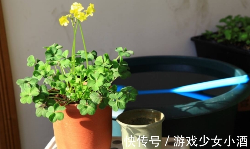 盆栽|这3种情况下,给植物换盆土,结果无异于“自掘坟墓”