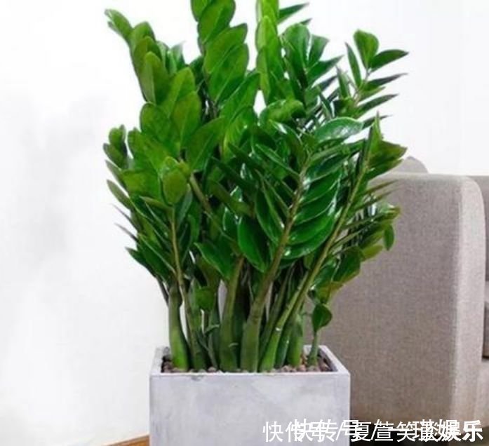 4种“旺财花”,家里养一盆,室内甲醛没了,生活更舒适!