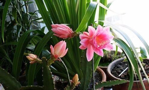 婆婆新买的盆栽，花开得又大又美，比蟹爪兰漂亮百倍