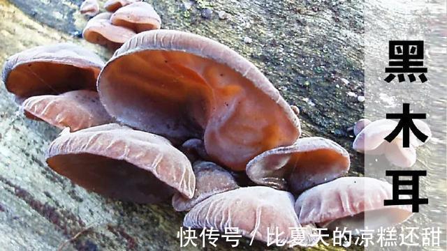 血栓|黑木耳和它天生一对，经常吃活血抗癌又杀菌，血栓、病毒绕道走！