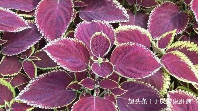 紫苏|农村一种“养肝宝”,78岁老人用它泡水喝,肝好、人长寿