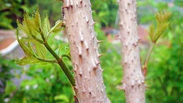 嫩芽|农村山上一种野菜,价格比肉贵,农民以前却拿来当柴禾烧,啥野菜