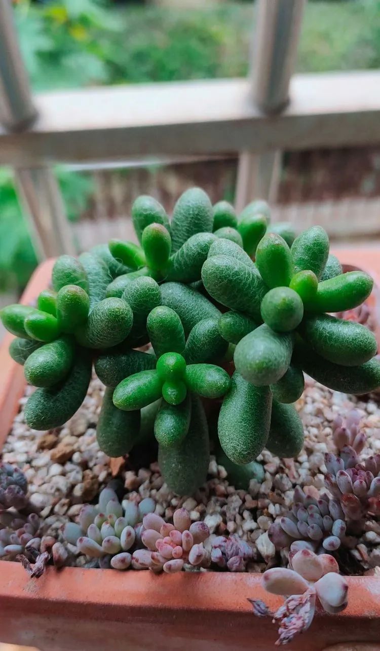 爱自己、爱家人、爱生活、爱多肉,因为有爱我便无惧风浪!