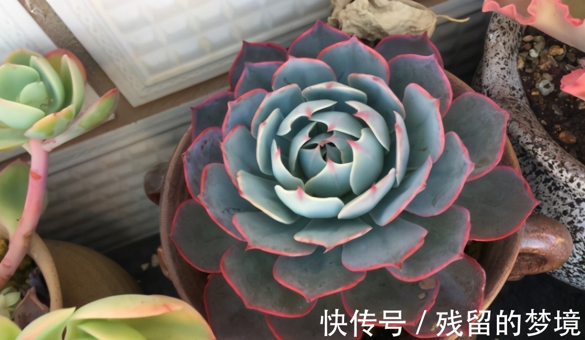 花土|种植多肉，搞不清品种、晒太阳、浇水、通风问题，养再多都白费