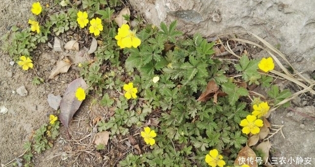 田埂|个头矮小, 还看似不起眼, 却是“刀伤”的良药, 见到请珍惜