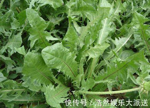 身體|天天熬夜傷身體，肝你養了嗎4種野菜，養肝護肝，肝好人年輕
