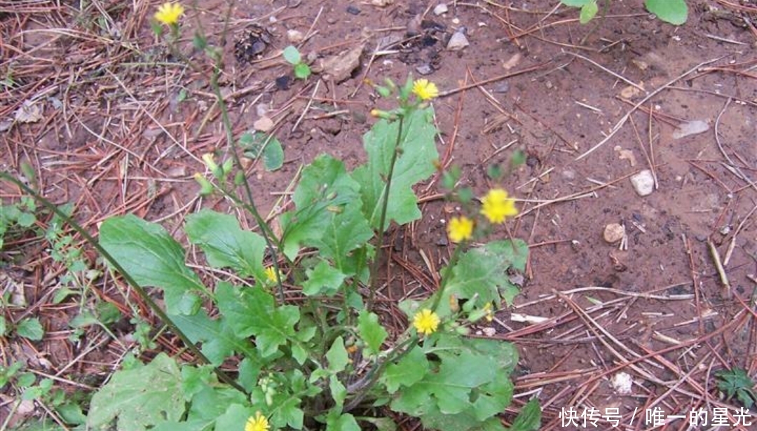 野菜|农村此类野菜对身体好,教大家认识一下,你认识几种纯天然食物