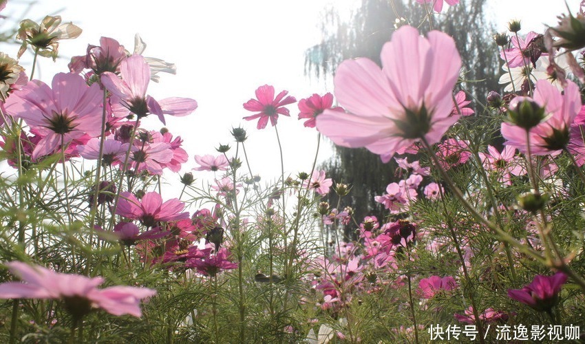 气质|对异性有致命吸引力的三生肖女，内外兼修气质佳，越看越迷人