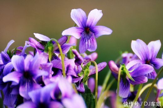 从4月25日开始,家养此款花卉,层层交叠,一年四季开花不断