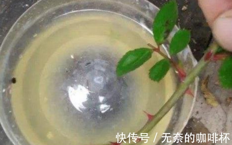 大蒜|别花钱买生根水给植物泡了，拿这些代替，既有趣又实用