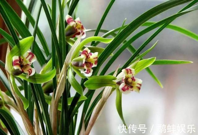 家中养护兰花，使用简单的“肥液”，新芽蓬发，轻松开花