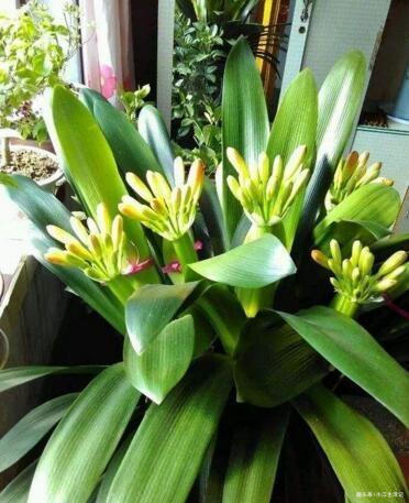 植物油|君子兰是个“小油鬼”,6个月吃一次,叶子宽大,花也多