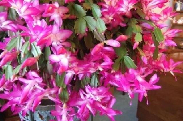 蟹爪兰长得慢不开花,1种“营养水”能派上大用场,浇完长势变旺