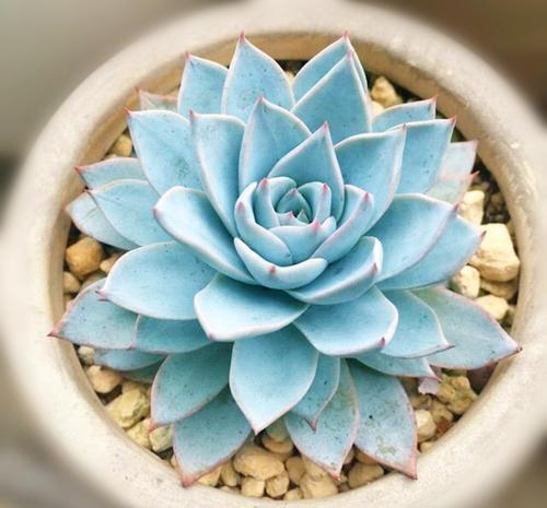 多肉植物|喜欢多肉别错过这5种,贵气又好养,种一盆仙气飘飘!