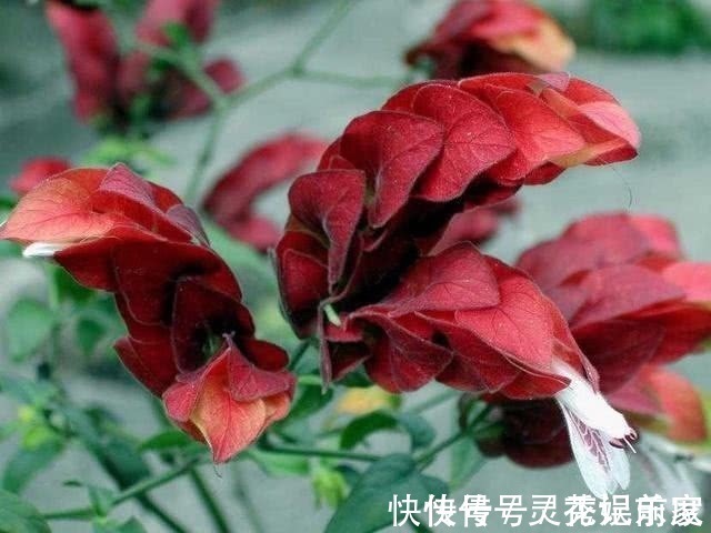 家里适合养这花,花像“龙虾”,花色艳丽,漂亮好养,花开四季