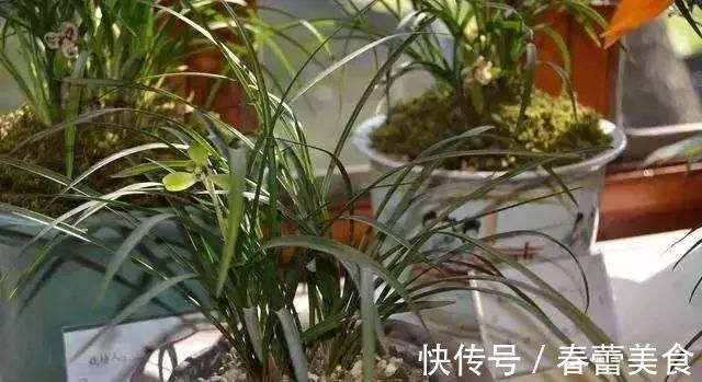 家人|最适合家人养的四种花,健康长寿又养心!