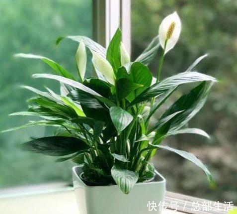 家里就养4种花,要型有型,要香有香,阳台开花变温馨小花园