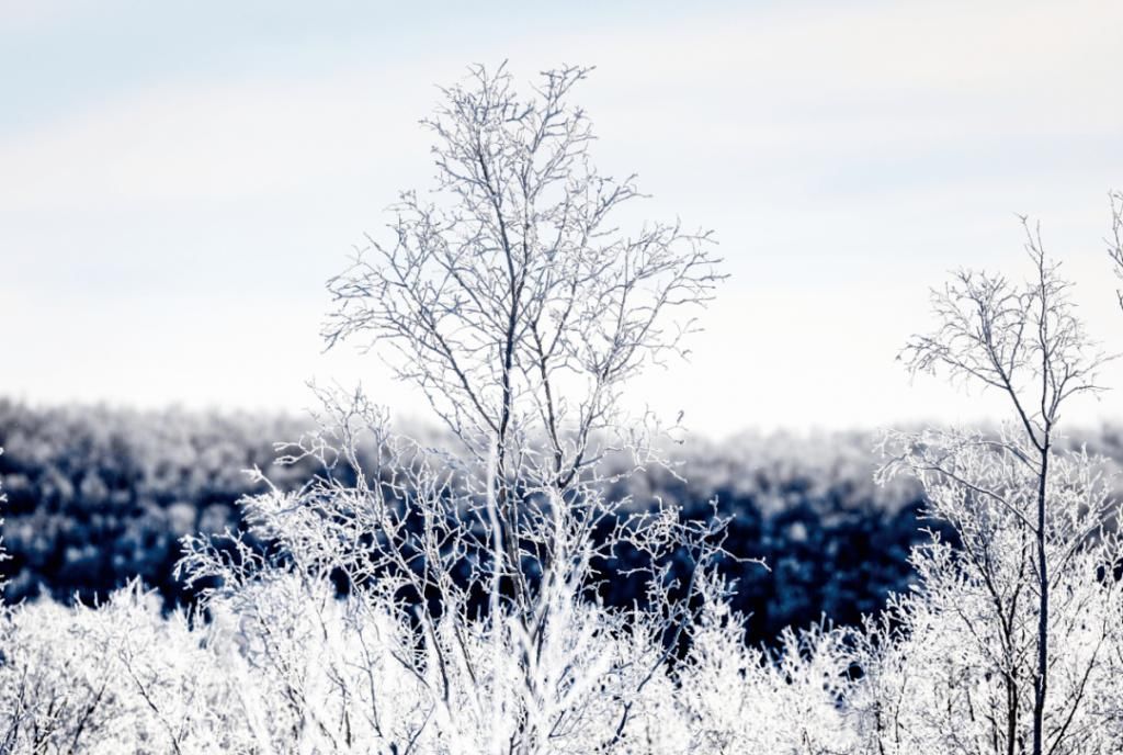 凝霜|凝霜挂雪白狼峰雾凇迎客来