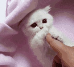 |搞笑GIF:花大价钱在网上买的 你们帮我看看是不是正品