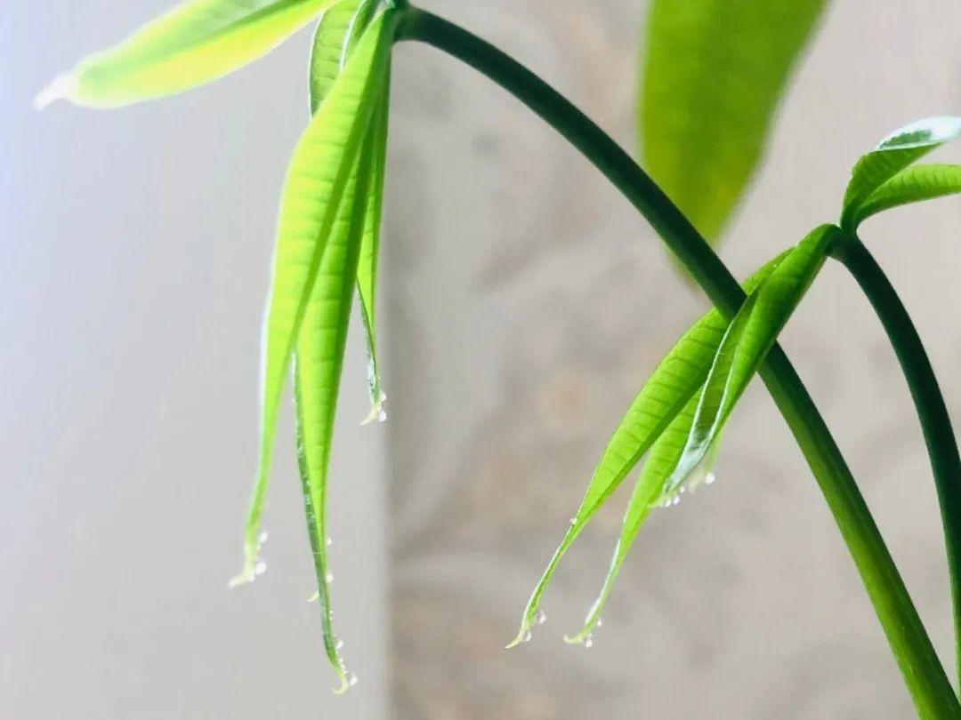 花叶子噗噗冒水珠，恭喜你，把花养灵了！