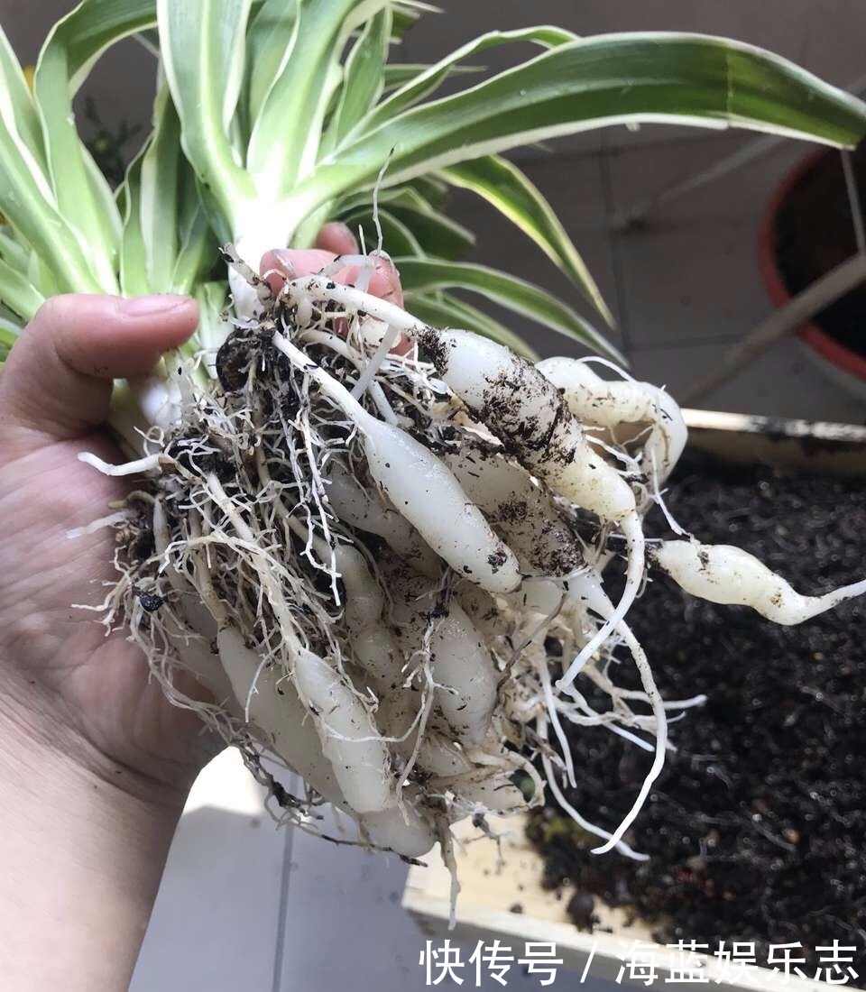 吊兰|养吊兰有“妙招”，浇水摻点“小颗粒”，2月长出“水晶根”