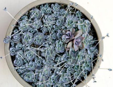 盘点最容易爆盆的3种多肉，养肉老花农详细给你讲！