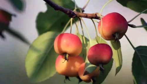 保护心脏|女人害怕早衰，推荐常吃的食物，养颜抗衰，保护心脏，让气色更好