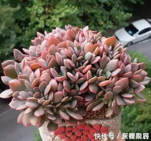 夏天给多肉植物浇水，1个方法，安全度夏，根系长得壮