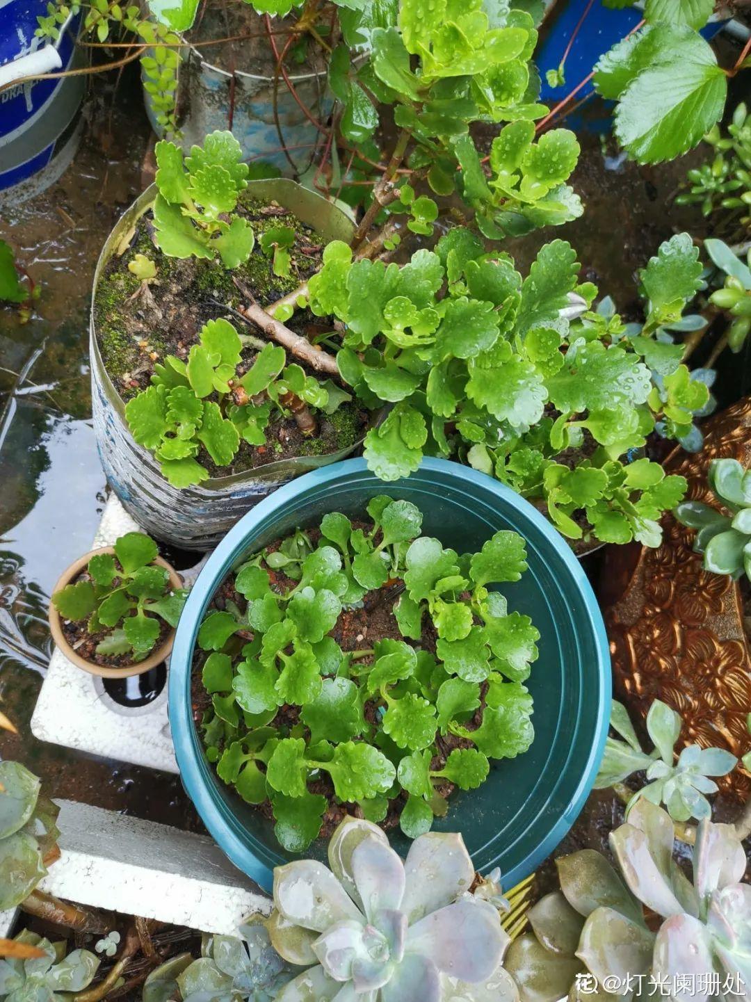 叶子|20种花，天凉了赶紧剪，来年开花有多又艳！