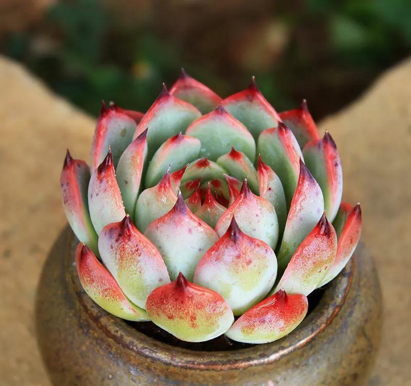 名字像娃娃,形态像莲花,堪称多肉中的“杨贵妃”,是哪种多肉呢