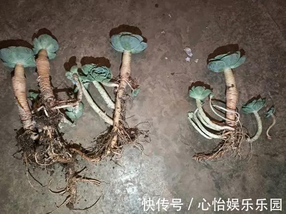 老桩|路边一堆“名贵花”,丢人也要捡,捡回家养2个月就开花!