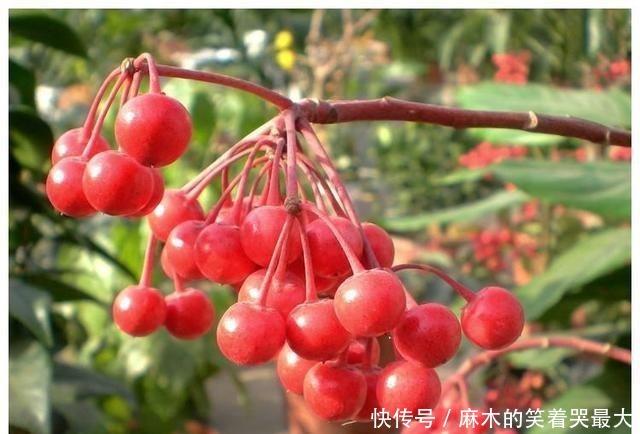 适合冬天养的8种耐阴花,没有直射光,也能有花赏!