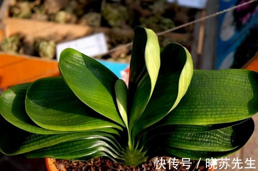 养了几年的君子兰不开花，还黄叶，其实简单，用上它花开叶绿