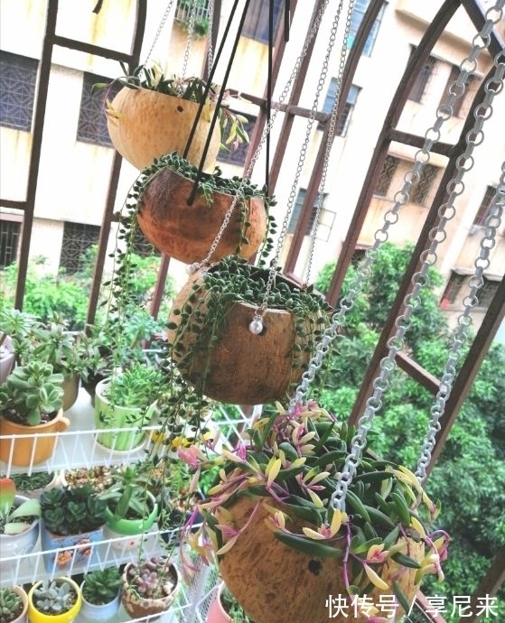 家里的垃圾别丢掉,拿来种多肉,省下一大笔钱