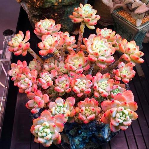 6种多肉，夏天“娇滴滴”，浇水抖抖手，空盆一大半