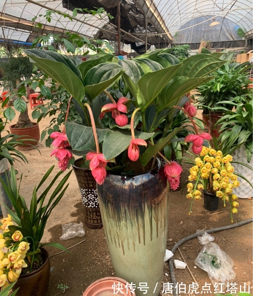 4种花颜值高，但是养护起来太难，新手最好别入！