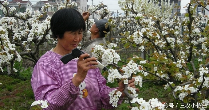  果实|这种果树的花经常被丢掉，不知道它的功效，其实比果实还贵