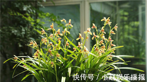 什么淘米水、黄豆水都不如它,用来养兰花,新叶侧芽一起长