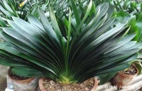 盆栽花草该如何正确浇水掌握3点诀窍,不用怕浇一盆死一盆