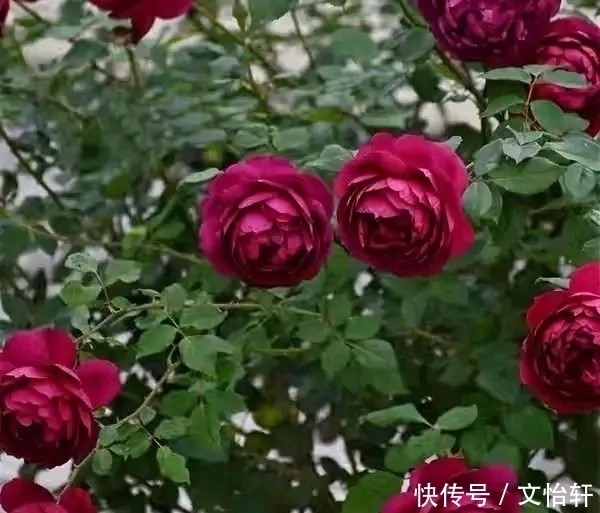 品种|100个月季品种,千姿百态,每个都很漂亮,图名并茂,值得收藏