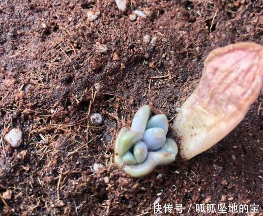要提前准备|不要说冬美人爆盆难,叶插一年的冬美人,换盆后也能达到爆盆效果