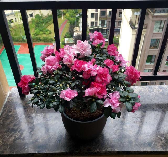 春节最受欢迎的5种花,放家里一盆不吃亏,这样护理年年旺